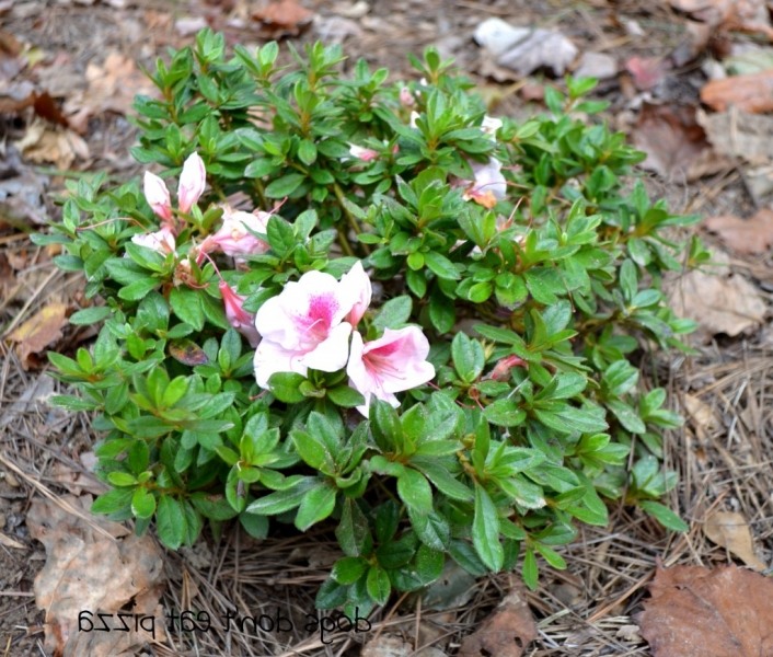 Autumn Chiffon Encore Azalea