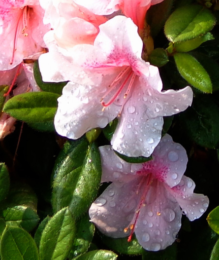 Autumn Chiffon Encore Azalea
