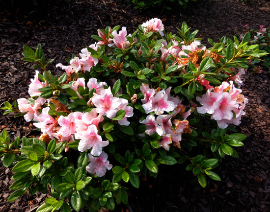 Autumn Chiffon Encore Azalea