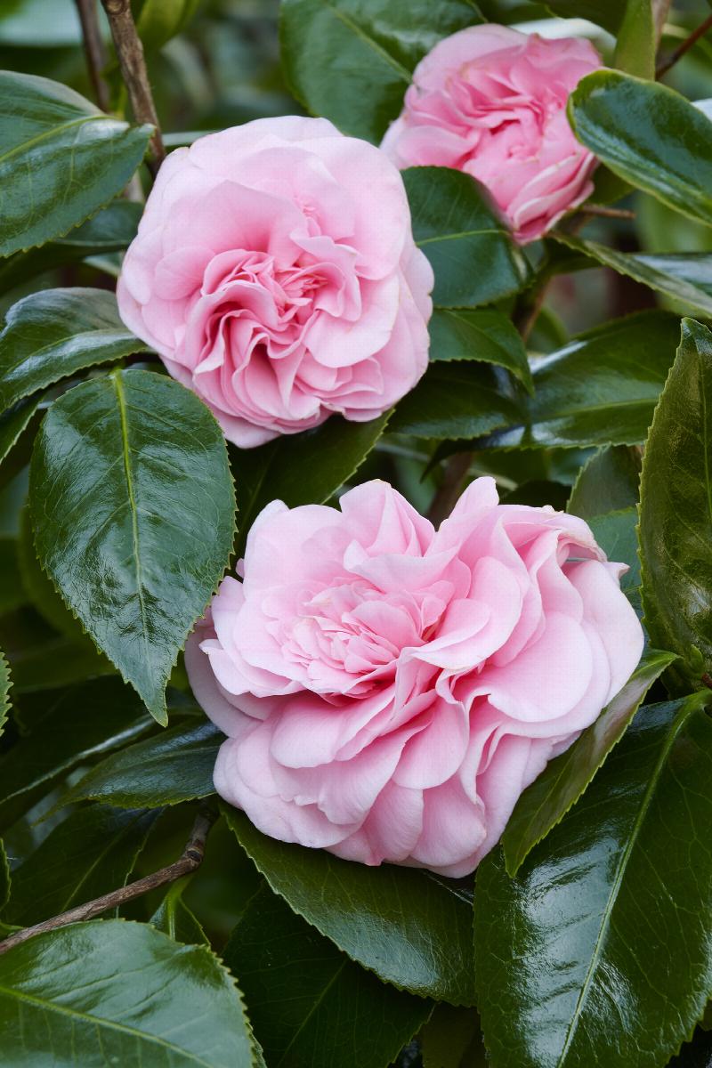 Debutante Pink Camellia Japonica