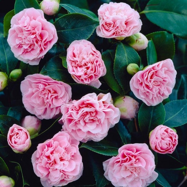 Debutante Pink Camellia Japonica