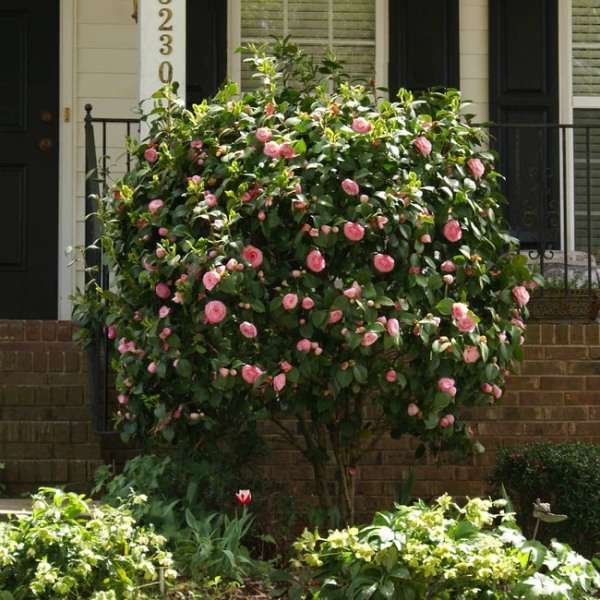 Debutante Pink Camellia Japonica