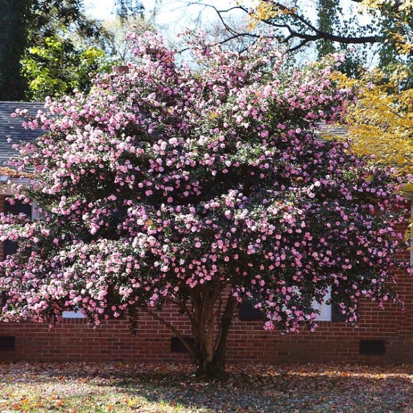 Debutante Pink Camellia Japonica