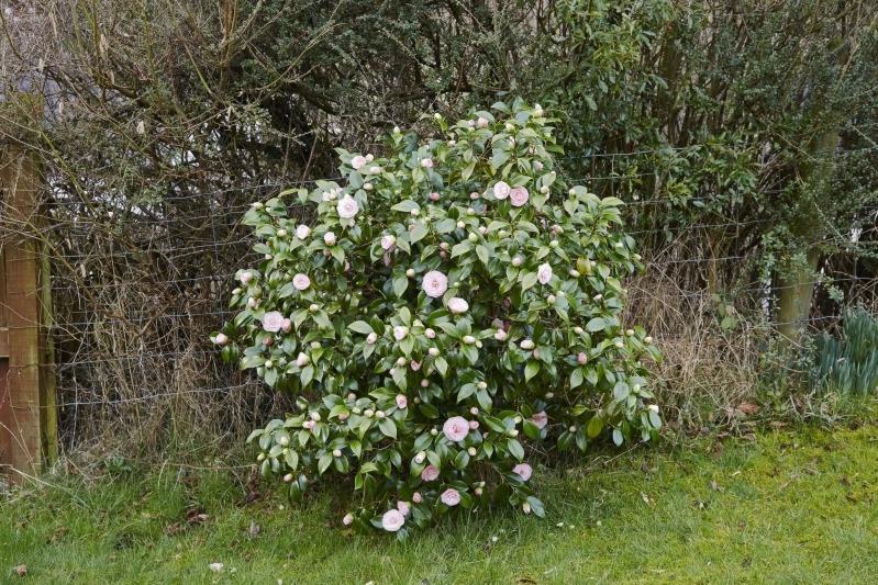Debutante Pink Camellia Japonica