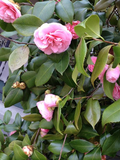 Debutante Pink Camellia Japonica