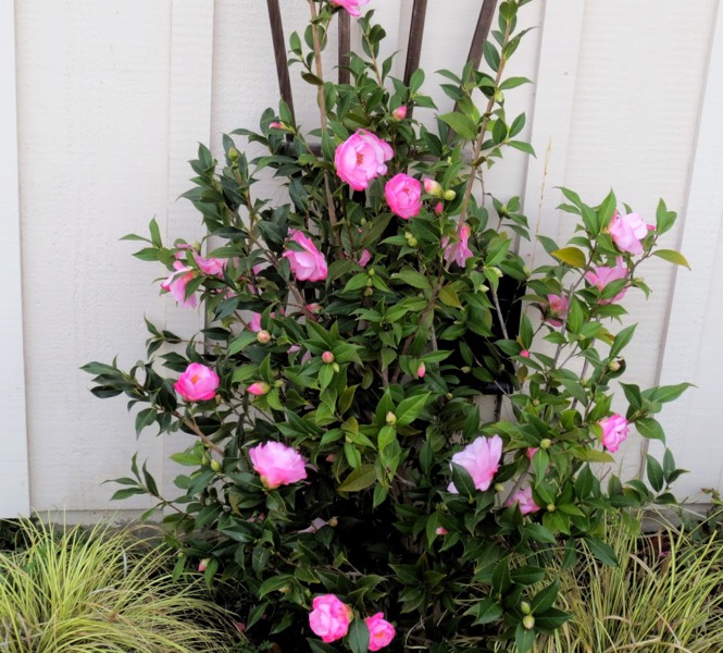 Taylors Perfection Pink Camellia Hybrid