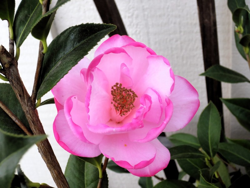 Taylors Perfection Pink Camellia Hybrid