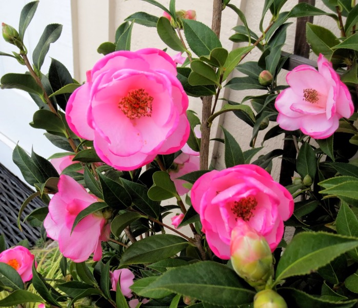 Taylors Perfection Pink Camellia Hybrid