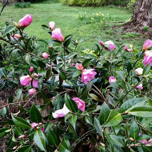 Taylors Perfection Pink Camellia Hybrid