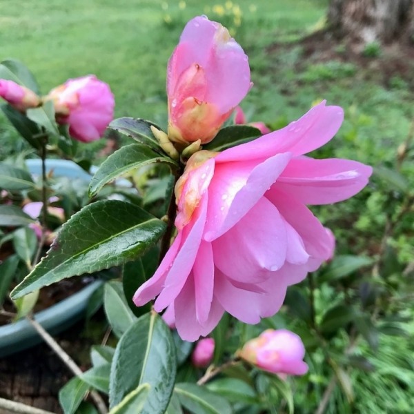 Taylors Perfection Pink Camellia Hybrid
