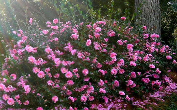 Shishi Gashira Dwarf Camellia Sasanqua