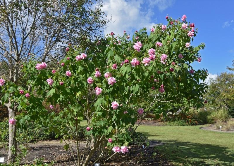 Confederate Rose Hibiscus