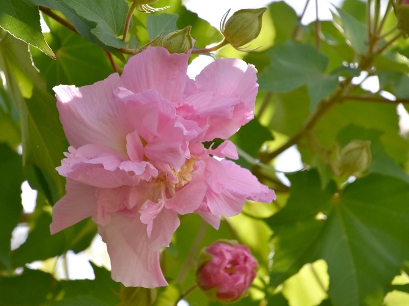 Confederate Rose Hibiscus