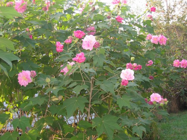 Confederate Rose Hibiscus