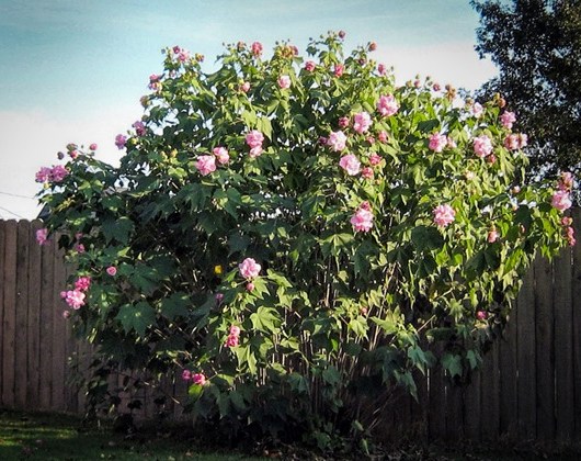 Confederate Rose Hibiscus