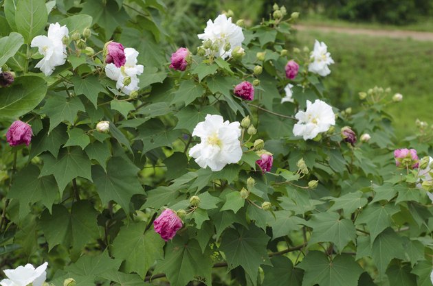 Confederate Rose Hibiscus