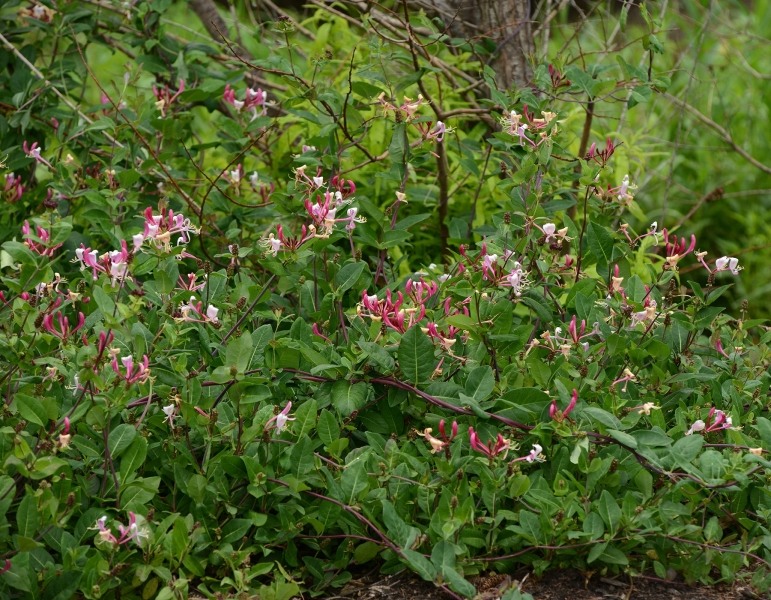 Peaches & Cream Fragrant Honeysuckle