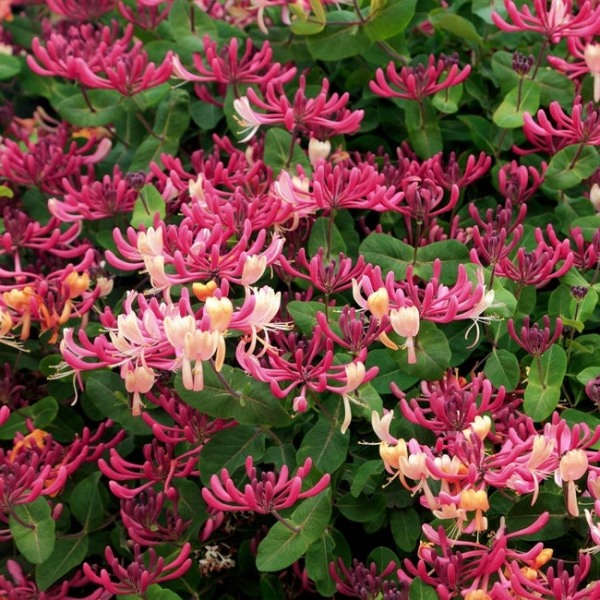Peaches & Cream Fragrant Honeysuckle