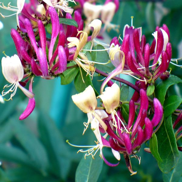 Peaches & Cream Fragrant Honeysuckle