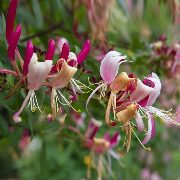 Peaches & Cream Fragrant Honeysuckle