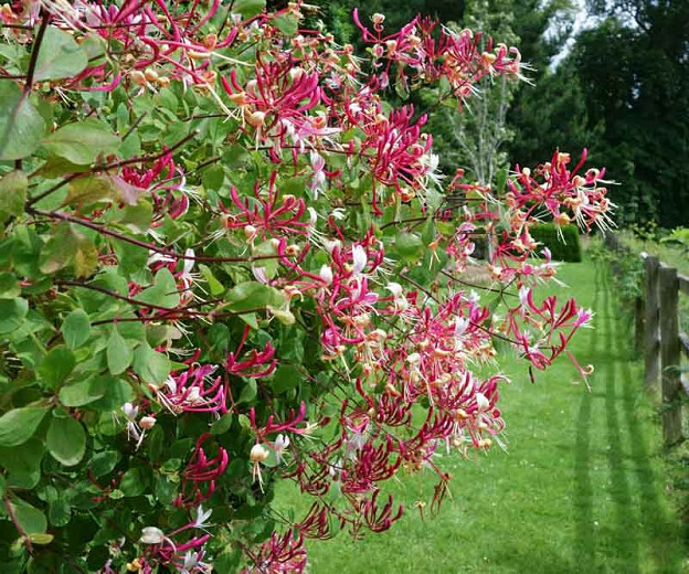 Peaches & Cream Fragrant Honeysuckle