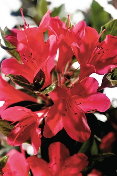 Autumn Ruby Encore Azalea