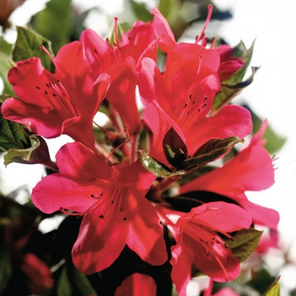 Autumn Ruby Encore Azalea