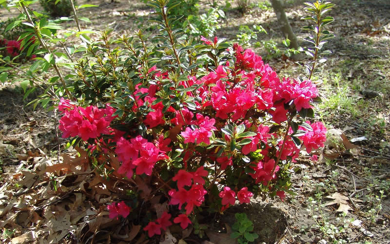 Autumn Ruby Encore Azalea
