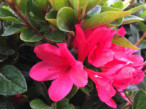 Autumn Ruby Encore Azalea
