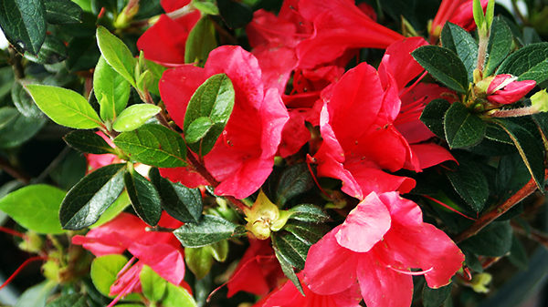 Autumn Ruby Encore Azalea