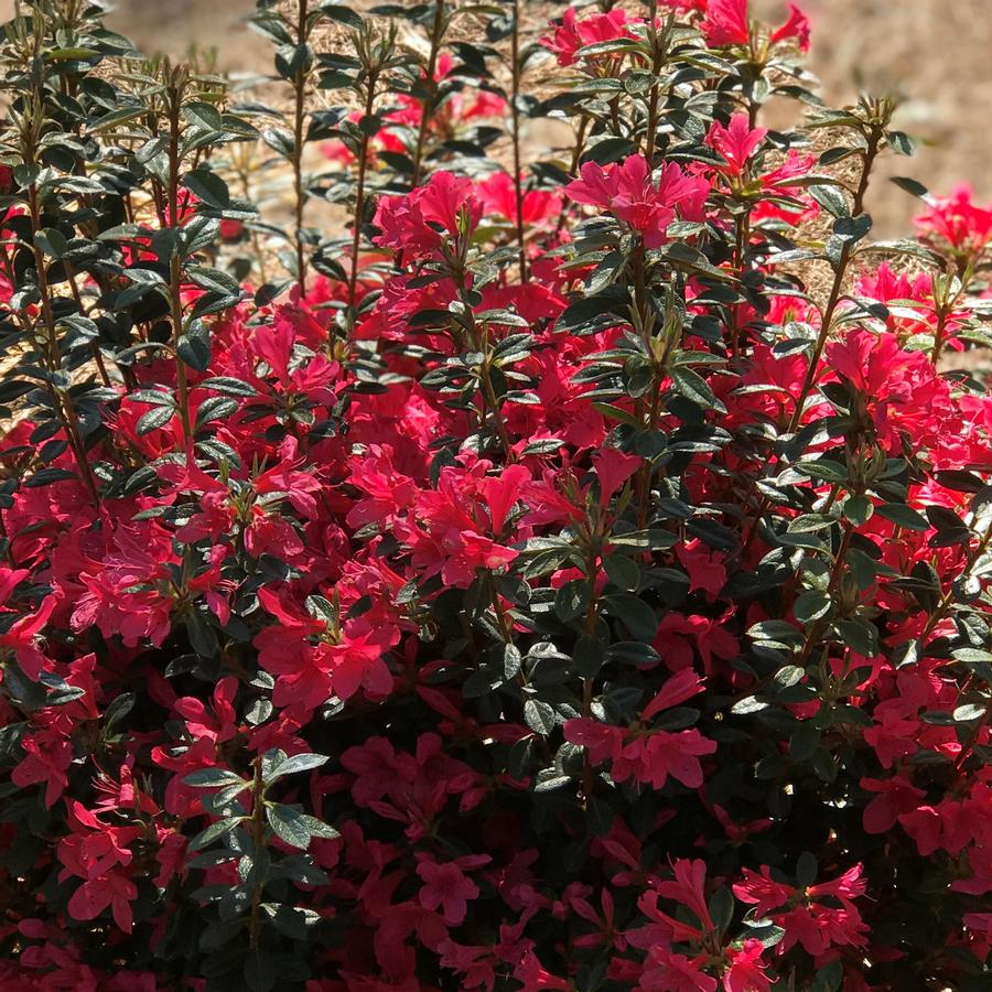 Autumn Ruby Encore Azalea