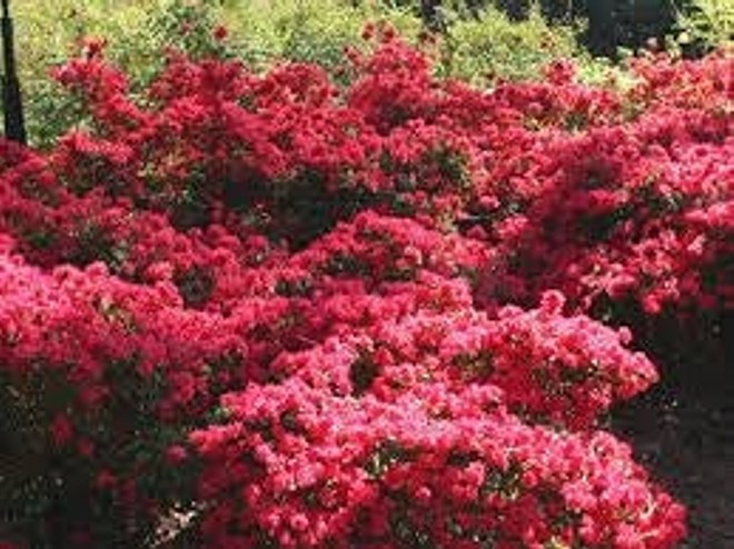 Autumn Ruby Encore Azalea