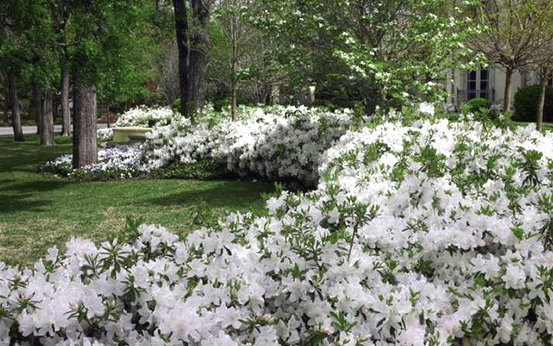 Mrs. G.G. Gerbing White Southern Indica Azalea