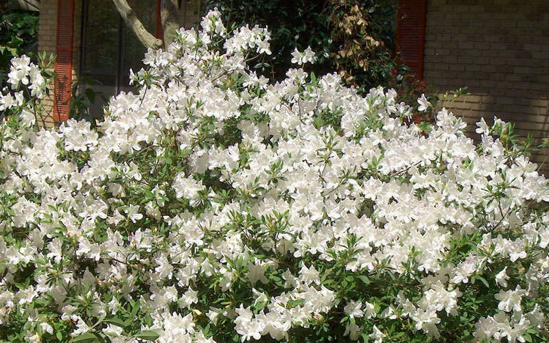 Mrs. G.G. Gerbing White Southern Indica Azalea