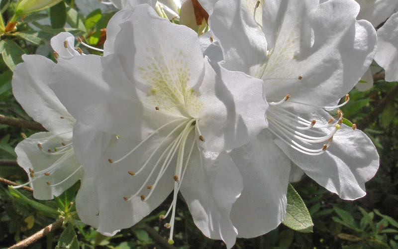 Mrs. G.G. Gerbing White Southern Indica Azalea
