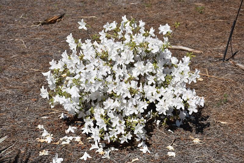 Mrs. G.G. Gerbing White Southern Indica Azalea