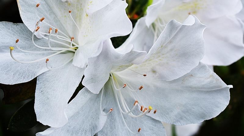 Mrs. G.G. Gerbing White Southern Indica Azalea