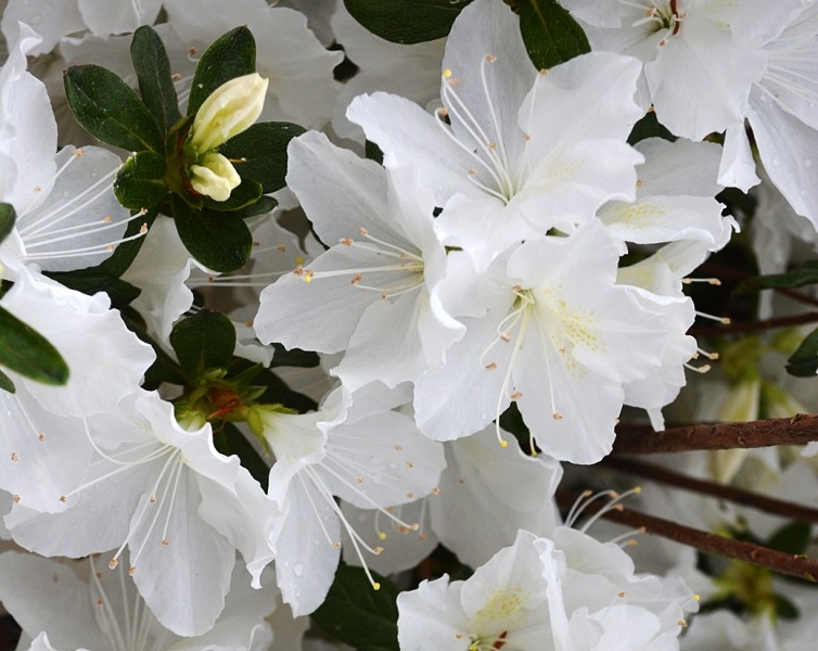 Mrs. G.G. Gerbing White Southern Indica Azalea