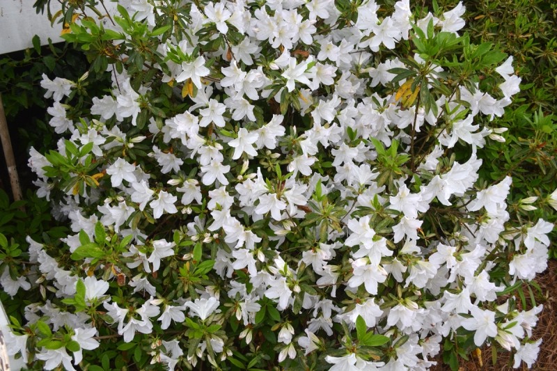 Mrs. G.G. Gerbing White Southern Indica Azalea