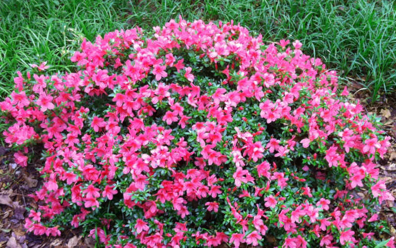 Chinzan Dwarf Azalea