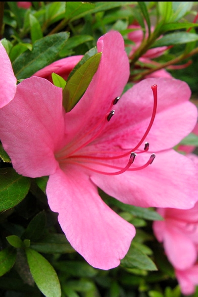 Chinzan Dwarf Azalea