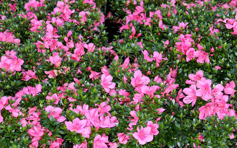 Chinzan Dwarf Azalea