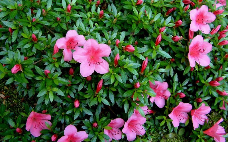 Chinzan Dwarf Azalea