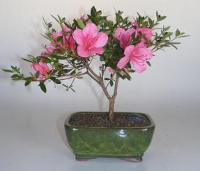 Chinzan Dwarf Azalea