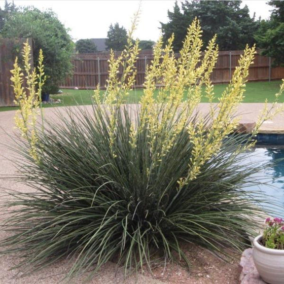 Yellow Yucca