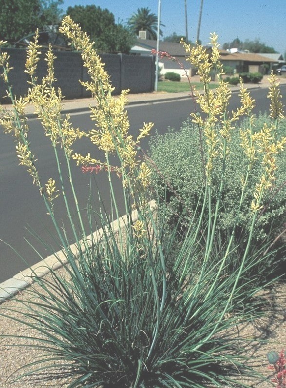 Yellow Yucca