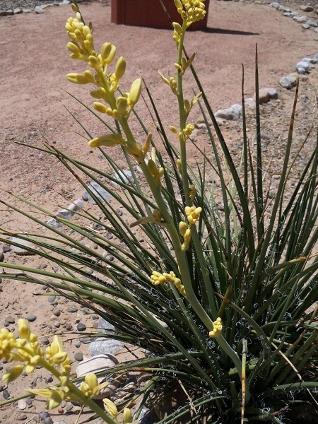 Yellow Yucca