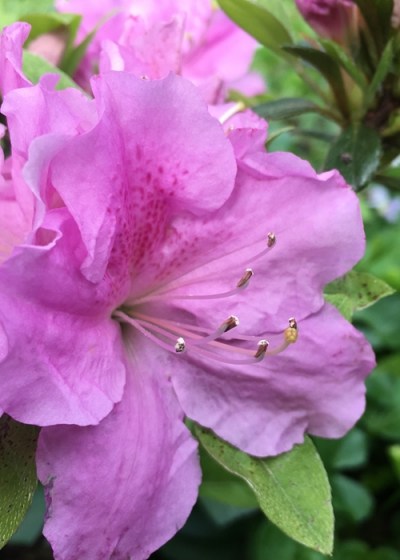 Autumn Lilac Encore Azalea
