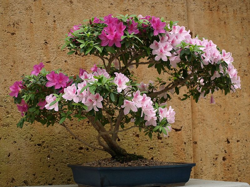 Autumn Lilac Encore Azalea as bonsai tree