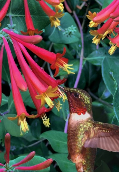Major Wheeler Red Trumpet Honeysuckle